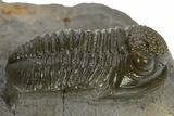 Detailed Gerastos Trilobite Fossil - Morocco #311065-2